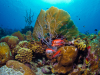 Dving-Bonaire-Copyrigth-Buddy-Dive-Resort-2